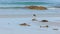 Pied oyster catcher walking on a beach in tasmania, australia