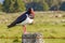 Pied Oystercatcher