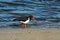 Pied Oystercatcher