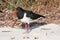 Pied Oystercatcher