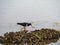 Pied Oystercatcher