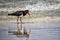 Pied Oystercatcher