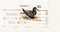 Pied Oystercatcher Bird on Australia Stamp with postmark