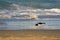 Pied Oystercatcher bird in black white with long red orange bill