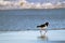 Pied Oystercatcher bird in black white with long red orange bill