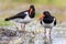 Pied Oystercatcher bird couple on river bank