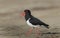 Pied Oystercatcher bird walking on beach