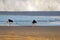 Pied Oystercatcher birds in black white with long red orange bills feeding fresh fish on sandy beach, Tasmania, Australia