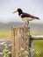 Pied Oystercatcher in breeding habitat