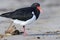 Pied Oystercatcher defacating on beach