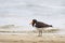 Pied Oystercatcher (Haematopus longirostris)