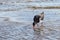 Pied Oystercatcher (Haematopus longirostris)