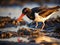 Pied Oystercatcher  Made With Generative AI illustration