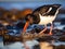 Pied Oystercatcher  Made With Generative AI illustration