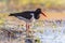 Pied Oystercatcher on river bank