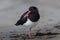 Pied Oystercatcher standing on one leg