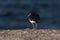 Pied Oystercatcher in Tasmania