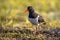 Pied Oystercatcher walking on river bank