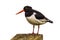 Pied Oystercatcher white background