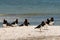 Pied oystercatchers on beach