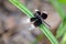 Pied Percher perching on plant