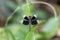 Pied Percher perching on plant