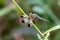 Pied Percher perching on plant Neurothemis tullia tullia