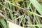 Pied Percher perching on plant Neurothemis tullia tullia