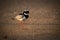 Pied plover on beach in golden light