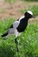 Pied Plover Bird