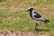 Pied plover bird on the grass