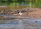 Pied Plover Searching the River Bank