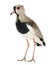 Pied Plover, Vanellus cayanus