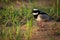 Pied plover walking through grass on beach