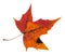 pied red autumn leaf of maple tree isolated