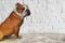 Pied red and white bulldog closeup portrait illustration in oil painted style. One dog seating on light brick wall textured