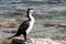 Pied Shag 3