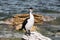 Pied Shag 4