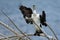 Pied Shag - Phalacrocorax varius - karuhiruhi drying its wings and feathers after the sea hunting. Australia, New Zealand