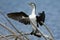 Pied Shag - Phalacrocorax varius - karuhiruhi drying its wings and feathers after the sea hunting. Australia, New Zealand