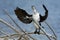 Pied Shag - Phalacrocorax varius - karuhiruhi drying its wings and feathers after the sea hunting. Australia, New Zealand