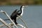 Pied Shag - Phalacrocorax varius - karuhiruhi drying its wings and feathers after the sea hunting. Australia, New Zealand