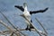 Pied Shag - Phalacrocorax varius - karuhiruhi drying its wings and feathers after the sea hunting. Australia, New Zealand