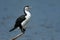 Pied Shag - Phalacrocorax varius - karuhiruhi drying its wings and feathers after the sea hunting. Australia, New Zealand