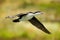 Pied Shag - Phalacrocorax varius - karuhiruhi flying after the sea hunting. Australia, New Zealand
