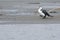 Pied Shag on sandy beach