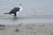 Pied Shag on sandy beach