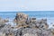 Pied shags sitting in distance on rugged rocky coastline and view to horizon on east coast of Bay Of Plenty, New Zealand at Te