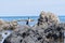 Pied shags sitting in distance on rugged rocky coastline and view to horizon on east coast of Bay Of Plenty, New Zealand at Te
