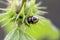 Pied shield bug on deadnettle